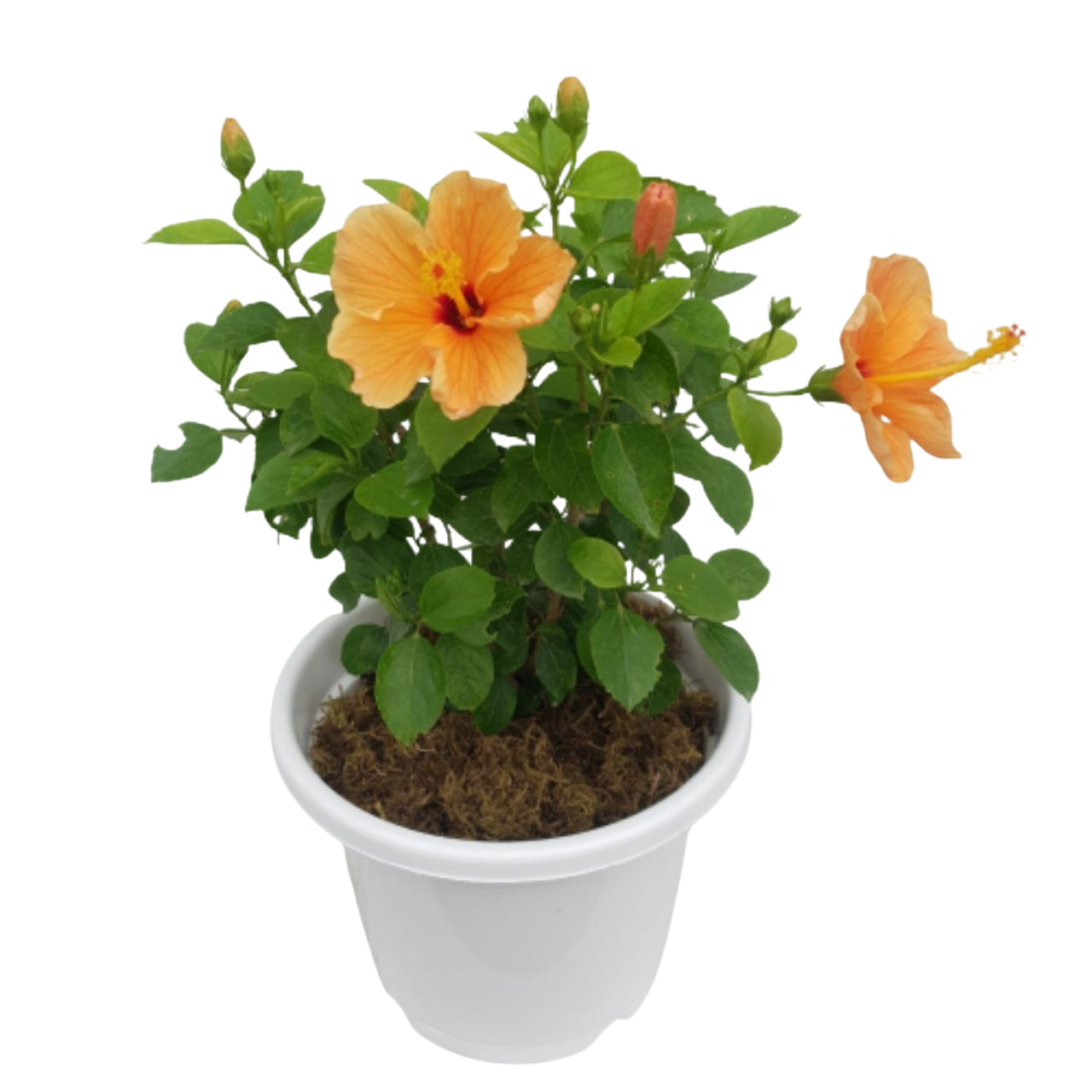 Hibiscus Plant - 10 inch